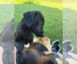 Small #7 Labrador Retriever Mix