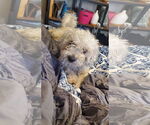 Small #2 Poodle (Miniature)