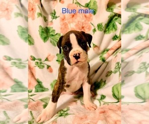 Boxer Puppy for sale in WALNUT GROVE, MO, USA