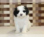 Small #2 Bernedoodle (Miniature)