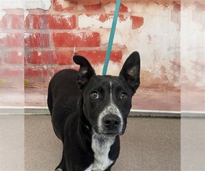 Mutt Dogs for adoption in San Bernardino, CA, USA