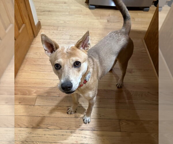 Medium Photo #18 Mutt Puppy For Sale in Canton, CT, USA