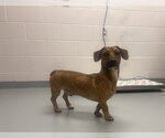 FEBREZE - Male Dachshund Dog for Adoption - Small photo