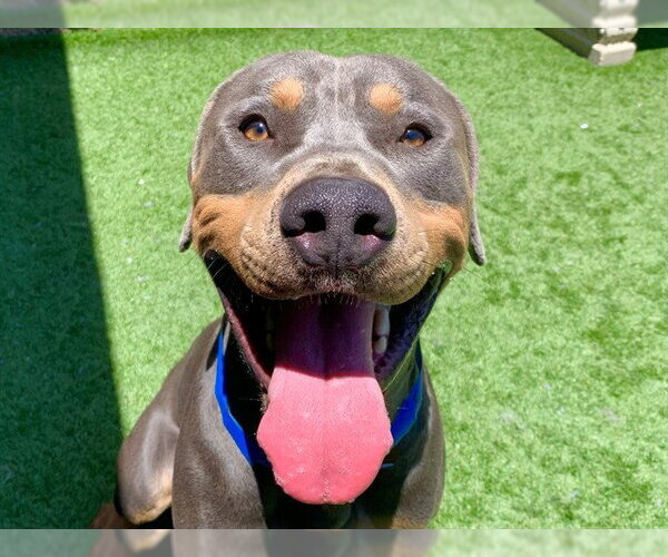 Medium Photo #1 Rottweiler-Weimaraner Mix Puppy For Sale in Moreno Valley, CA, USA