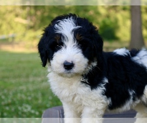 Bernedoodle Puppy for sale in KNOB NOSTER, MO, USA