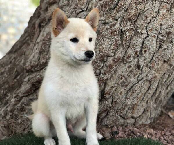 Full screen Photo #1 Shiba Inu Puppy For Sale in LAS VEGAS, NV, USA