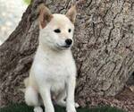 Small Photo #1 Shiba Inu Puppy For Sale in LAS VEGAS, NV, USA