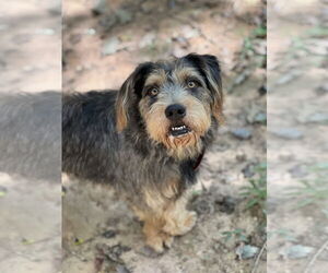 Border Terrier-Unknown Mix Dogs for adoption in Lakemont, GA, USA