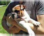 Small Photo #4 Bulldog Puppy For Sale in SMYRNA, SC, USA