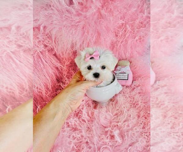 Medium Photo #18 Maltese Puppy For Sale in BOSTON, MA, USA
