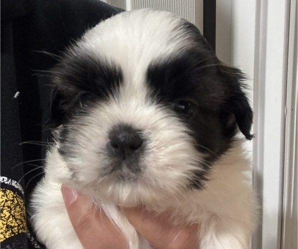 Medium Photo #1 Shih Tzu Puppy For Sale in SPIRIT LAKE, IA, USA