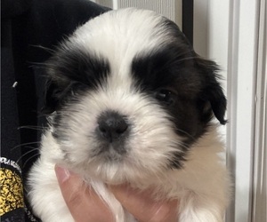 Shih Tzu Puppy for sale in SPIRIT LAKE, IA, USA
