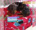 Small Photo #5 Dachshund Puppy For Sale in WALLACE, CA, USA