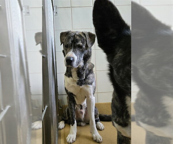 Medium Photo #1 American Pit Bull Terrier-Siberian Husky Mix Puppy For Sale in Derwood, MD, USA