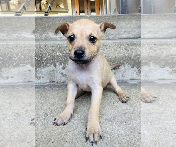 Medium Photo #2 Chihuahua-Unknown Mix Puppy For Sale in Marina Del Rey, CA, USA