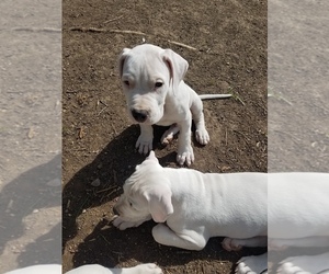 Dogo Argentino Puppy for sale in KEMPNER, TX, USA