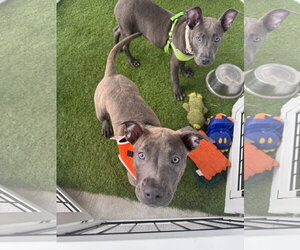 Labrador Retriever-Unknown Mix Dogs for adoption in Sanford, FL, USA