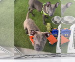 Suvina - Female Labrador Retriever-Unknown Mix Dog for Adoption - Small photo