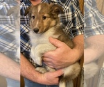 Small Photo #3 Shetland Sheepdog Puppy For Sale in FORT MORGAN, CO, USA