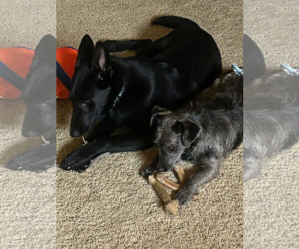 Medium Photo #6 German Shepherd Dog-Unknown Mix Puppy For Sale in Yuba City, CA, USA