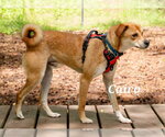Small #3 Basenji Mix