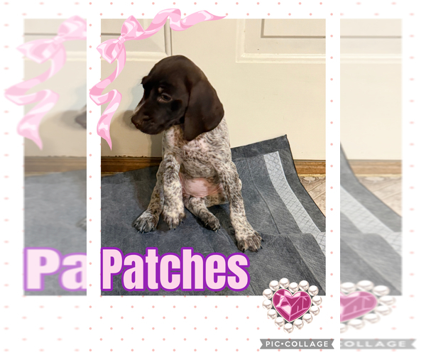 Medium Photo #4 German Shorthaired Pointer Puppy For Sale in SHERMANS DALE, PA, USA