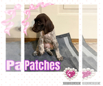 Puppy Patches German Shorthaired Pointer