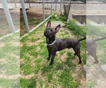 Small #3 Boxer Mix