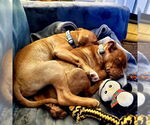 Small #5 American Staffordshire Terrier Mix