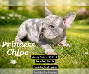 Medium French Bulldog