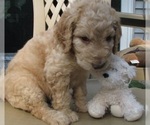 Small Photo #1 Goldendoodle Puppy For Sale in PELHAM, NH, USA