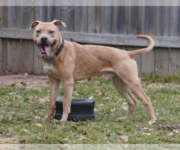 Medium Photo #11 American Pit Bull Terrier-Unknown Mix Puppy For Sale in Germantown, OH, USA