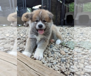 Akita Puppy for sale in PICKENS, SC, USA