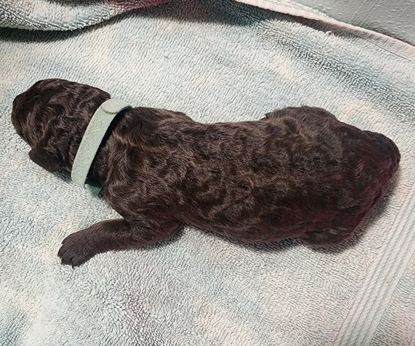 Medium Photo #14 Poodle (Standard) Puppy For Sale in CLAYTON, WA, USA