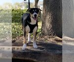 Small #7 Border Collie-Rhodesian Ridgeback Mix