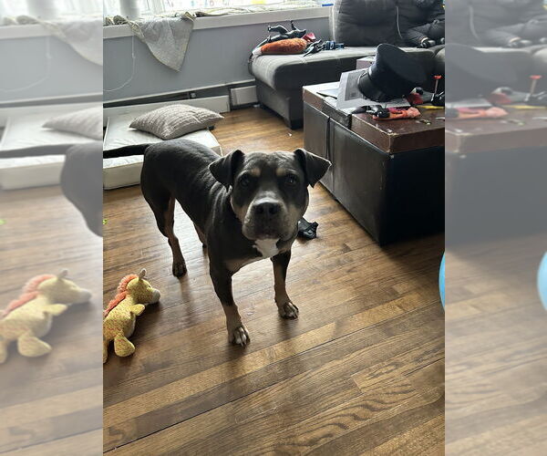 Medium Photo #27 American Staffordshire Terrier-Unknown Mix Puppy For Sale in Brewster, NY, USA