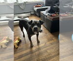 Small #26 American Staffordshire Terrier Mix