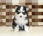 Small #2 Pomsky