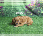 Small #19 Cavalier King Charles Spaniel