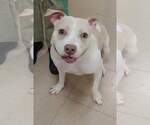 Small #2 American Pit Bull Terrier