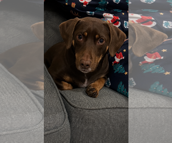Medium Photo #3 Dachshund Puppy For Sale in Tampa, FL, USA