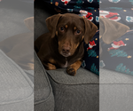 Small #2 Dachshund