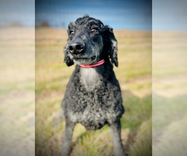 Medium Photo #2 Poodle (Standard) Puppy For Sale in Pacolet, SC, USA