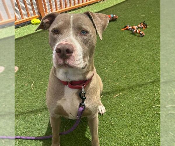 Medium Photo #2 Mutt Puppy For Sale in Las Vegas, NV, USA