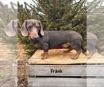 Small Photo #1 Dachshund Puppy For Sale in MIDDLEBURY, IN, USA