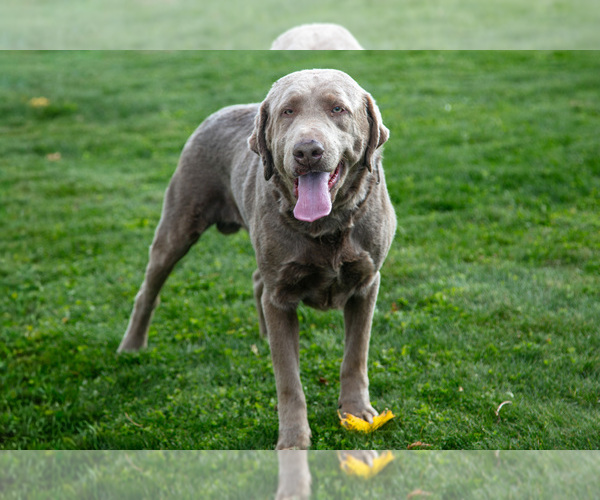 Medium Photo #1 Labrador Retriever Puppy For Sale in HOLMESVILLE, OH, USA
