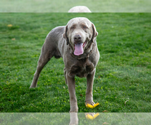 Father of the Labrador Retriever puppies born on 09/30/2025