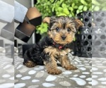 Image preview for Ad Listing. Nickname: Theo