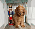 Small Photo #6 Goldendoodle (Miniature) Puppy For Sale in WEST POINT, KY, USA