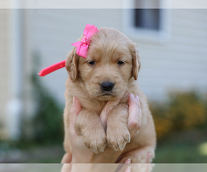 Golden Retriever Puppy for sale in LIBERTY, KY, USA